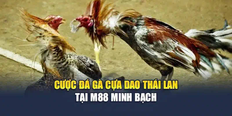 Đá Gà Cựa Dao Thái Lan Truyền Hình Sắc Nét Tại M88 2 Cược đá gà cựa dao Thái Lan tại M88 minh bạch