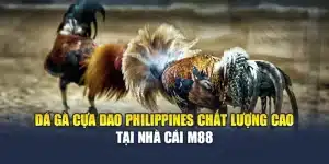 Đá Gà Cựa Dao Philippines Chất Lượng Cao Tại Nhà Cái M88