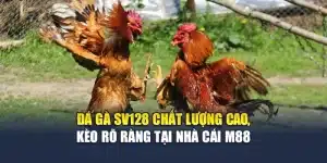 Đá Gà Sv128 Chất Lượng Cao, Kèo Rõ Ràng Tại Nhà Cái M88