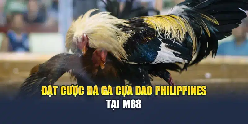 Đặt cược đá gà cựa dao Philippines tại M88
