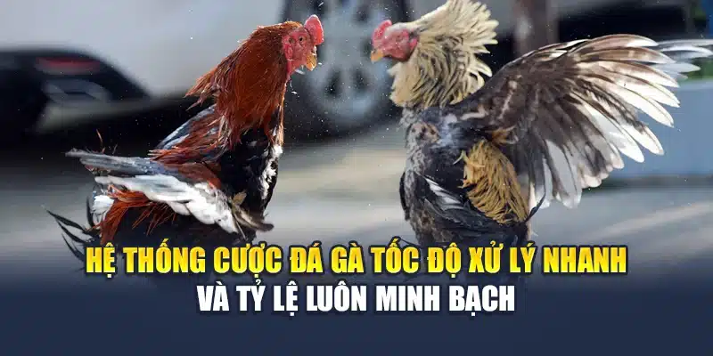 Hệ thống cược đá gà tốc độ xử lý nhanh và tỷ lệ luôn minh bạch