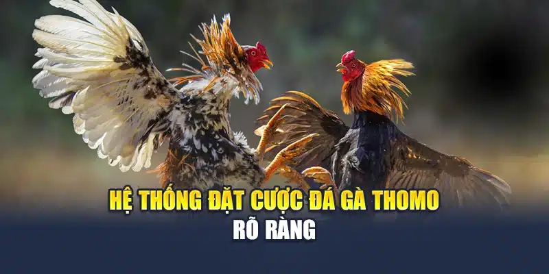 Đá Gà Thomo Trực Tiếp Sắc Nét, Cược Rõ Ràng Tại M88 2 Hệ thống đặt cược đá gà Thomo rõ ràng