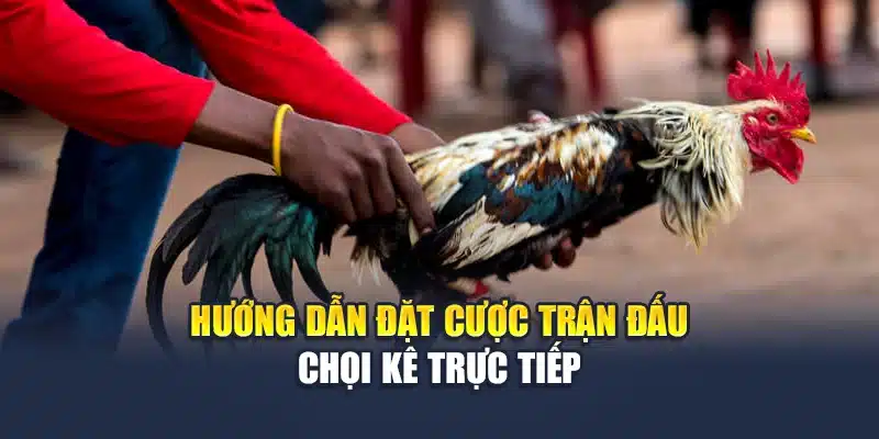 Hướng dẫn đặt cược trận đấu chọi kê trực tiếp