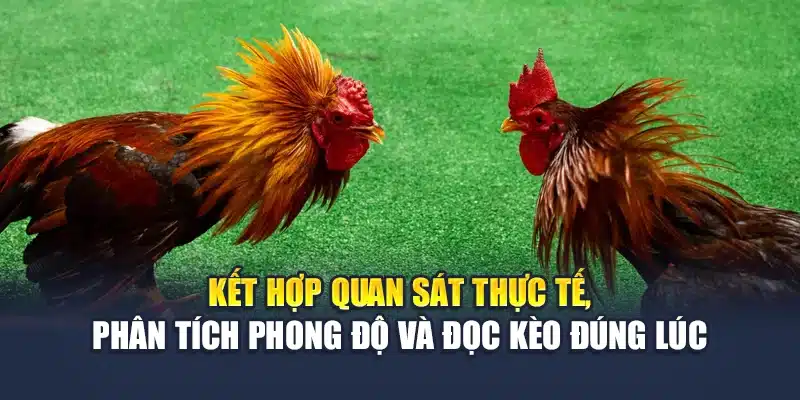 Kết hợp quan sát thực tế, phân tích phong độ và đọc kèo đúng lúc