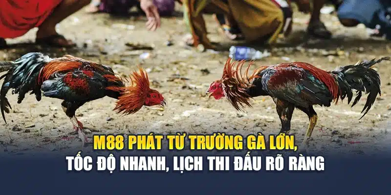 Đá Gà Trực Tiếp Sắc Nét, Tỷ Lệ Minh Bạch Mới Nhất Tại M88 1 M88 phát từ trường gà lớn, tốc độ nhanh, lịch thi đấu rõ ràng