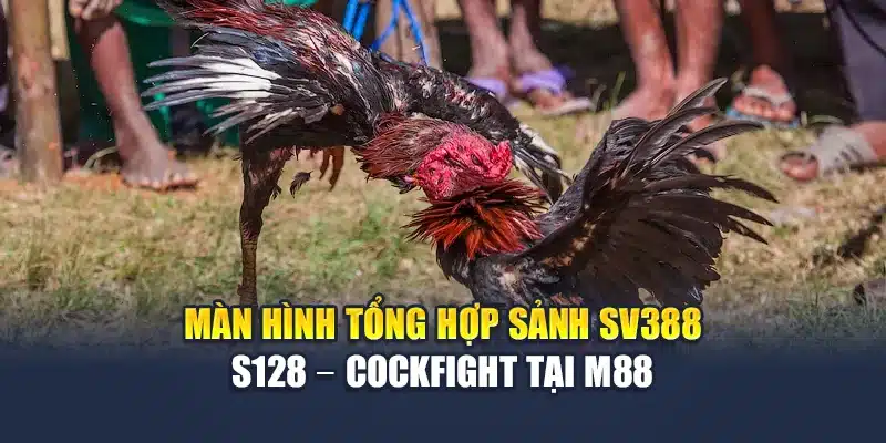 Màn hình tổng hợp sảnh SV388 – S128 – Cockfight tại M88