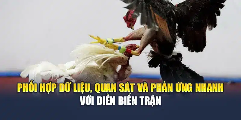 Đá Gà Cựa Dao Thái Lan Truyền Hình Sắc Nét Tại M88 3 Phối hợp dữ liệu, quan sát và phản ứng nhanh với diễn biến trận