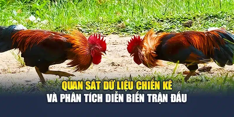 Đá Gà Thomo Trực Tiếp Sắc Nét, Cược Rõ Ràng Tại M88 3 Quan sát dữ liệu chiến kê và phân tích diễn biến trận đấu