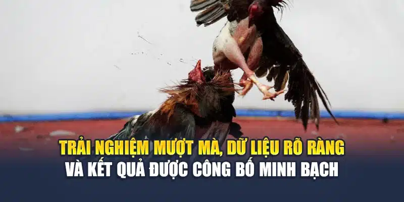 Đá Gà Sv128 Chất Lượng Cao, Kèo Rõ Ràng Tại Nhà Cái M88 1 Trải nghiệm mượt mà, dữ liệu rõ ràng và kết quả được công bố minh bạch