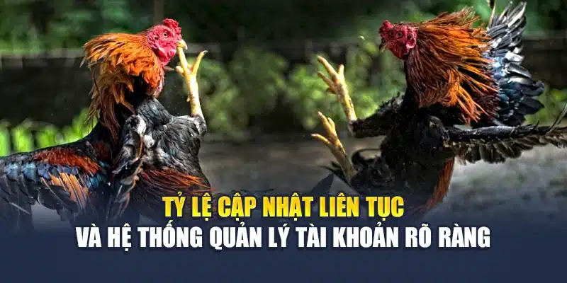 Tỷ lệ cập nhật liên tục và hệ thống quản lý tài khoản rõ ràng